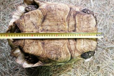 Tortoises kaufen und verkaufen Photo: Femelle stygmochelis pardalis 