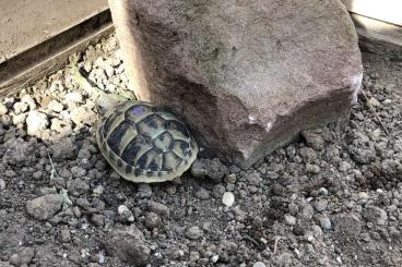 Tortoises kaufen und verkaufen Photo: Nachzuchten von 2020, 2021