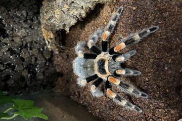 Spinnen und Skorpione kaufen und verkaufen Foto: Theraphosa, Murinus, Smithi-Weibchen