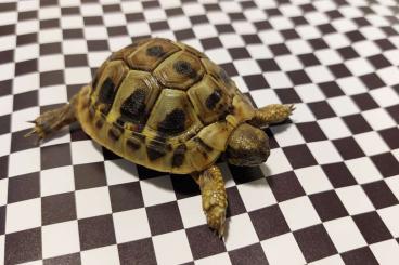 Tortoises kaufen und verkaufen Photo: Griechische Landschildkröten THB aus 2023