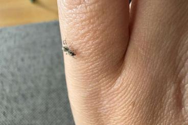 echte Webspinnen kaufen und verkaufen Foto: Hyllus diardi skings N3-N4 echte Webspinnen kaufen und verkaufen Foto: Hyllus diardi skings N3-N4