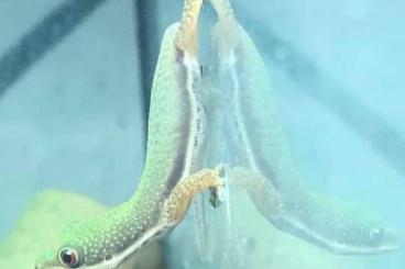 Lizards kaufen und verkaufen Photo: 0.6.4 Phelsuma Lineata Nachzuchten