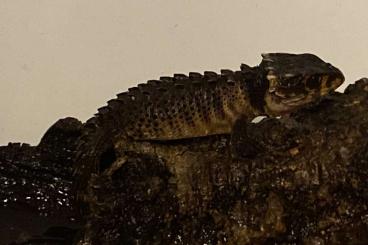 Lizards kaufen und verkaufen Photo: Rotaugen-Buschkrokodil Männchen und 1x unbestimmt