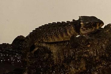 Lizards kaufen und verkaufen Photo: Rotaugen-Buschkrokodil Männchen und 1x unbestimmt Lizards kaufen und verkaufen Photo: Rotaugen-Buschkrokodil Männchen und 1x unbestimmt