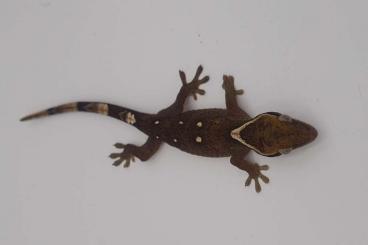 Geckos kaufen und verkaufen Foto: Correlophus Sarasinorum White collar