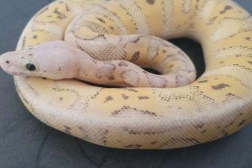 Pythons kaufen und verkaufen Photo: Clown + dh Clown Ghost for Hamm 