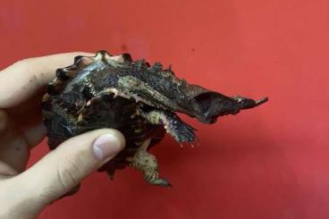 Sumpfschildkröten kaufen und verkaufen Foto: Chelus fimbriatus (mata mata turtle) juvenile