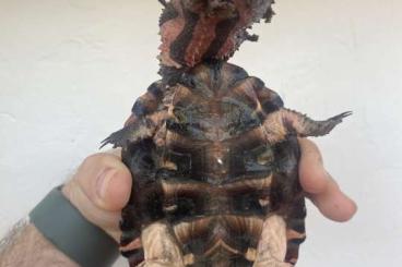 Sumpfschildkröten kaufen und verkaufen Foto: Chelus fimbriatus 2023 for Verona Reptiles
