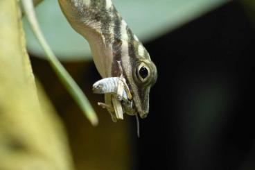 andere Echsen kaufen und verkaufen Foto: 3.1 Anolis lucius zum Kauf