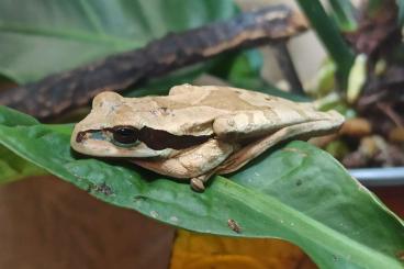 frogs kaufen und verkaufen Photo: Smilisca Phaeota (Costa Rica Laubfrosch) für Hamm