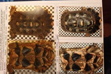 Tortoises kaufen und verkaufen Photo: Beitrandschildkröten  Testudo marginata weissingerii