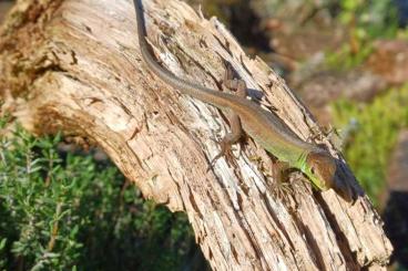 Lizards kaufen und verkaufen Photo: Smaragdeidechse (Lacerta bilineata) Lizards kaufen und verkaufen Photo: Smaragdeidechse (Lacerta bilineata)
