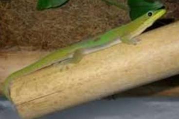 Geckos kaufen und verkaufen Foto: Phelsuma laticauda laticauda