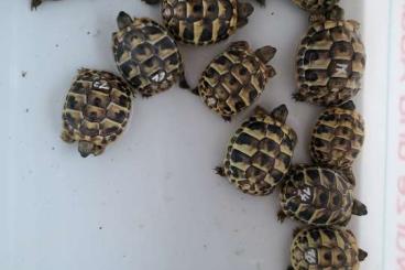 Landschildkröten kaufen und verkaufen Foto: Griech. Landschildkröten NZ 2023