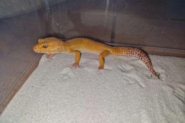 Geckos kaufen und verkaufen Photo: 1.8 Leopardgecko mit Terrarium 