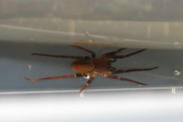 Spinnen und Skorpione kaufen und verkaufen Foto: Biete Macroctenus kingsleyi