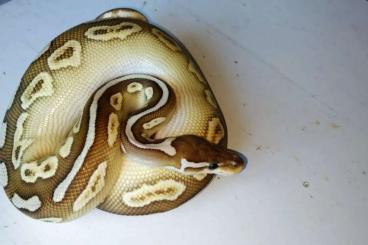 Ball Pythons kaufen und verkaufen Photo: Königspython Phyton Regius abzugeben 