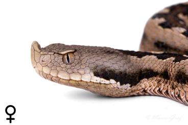Venomous snakes kaufen und verkaufen Photo: Vipera latastei gaditana, CB23
