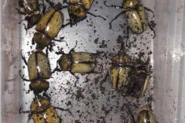 Insects kaufen und verkaufen Photo: Dynastes tityus nur fur Hamm