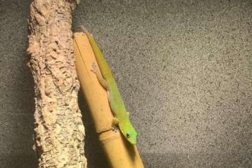 Geckos kaufen und verkaufen Photo: Phelsuma laticauda (Goldstaub-Taggecko)