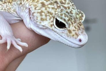 Geckos kaufen und verkaufen Foto: Leopardgeckos 8 - 0.1, 1 - 1.0 Kärnten