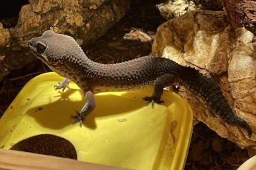 Geckos kaufen und verkaufen Foto: Black Night 0.1 Leopardgecko Geckos kaufen und verkaufen Foto: Black Night 0.1 Leopardgecko