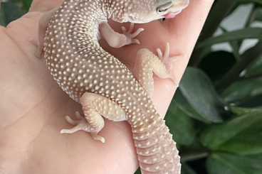 Geckos kaufen und verkaufen Foto: Leopardgecko 0.1 Lychee sucht Geckos kaufen und verkaufen Foto: Leopardgecko 0.1 Lychee sucht