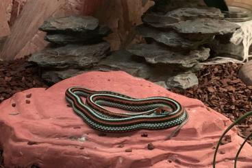 Schlangen kaufen und verkaufen Foto: Suche Thamnophis S. Tetrataenia 0.1