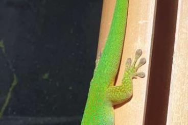 Geckos kaufen und verkaufen Photo: Phelsumen für Hockenheim oder Abholung