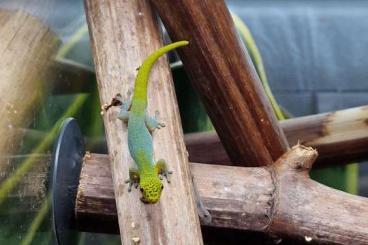 Geckos kaufen und verkaufen Photo: Tagaktive Geckos, Phelsuma und Lygodactylus Geckos kaufen und verkaufen Photo: Tagaktive Geckos, Phelsuma und Lygodactylus