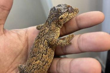 Geckos kaufen und verkaufen Photo: Rhacodacylus Auriculatus for sale