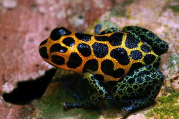 Poison dart frogs kaufen und verkaufen Photo: Suche Ranitomeya Imitator Tarapoto 