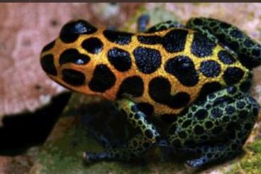Poison dart frogs kaufen und verkaufen Photo: Ranitomeya Imitator Tarapoto