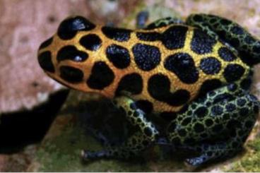 Poison dart frogs kaufen und verkaufen Photo: Suche Ranitomeya Imitator Tarapoto 