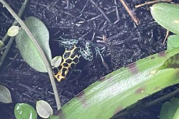 Poison dart frogs kaufen und verkaufen Photo: SUCHE Ranitomeya Imitator Tarapoto