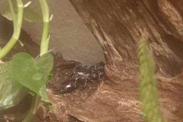 Scorpions kaufen und verkaufen Photo: Skorpion 1.0 Heterometrus laoticus Scorpions kaufen und verkaufen Photo: Skorpion 1.0 Heterometrus laoticus