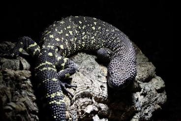 other lizards kaufen und verkaufen Photo: Heloderma horridum, locality Oaxaca