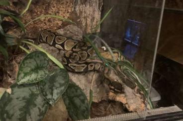 Ball Pythons kaufen und verkaufen Photo: 0.1 Python regius NZ 20 Königspython