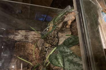 Ball Pythons kaufen und verkaufen Photo: 0.1 Python regius NZ 20 Königspython