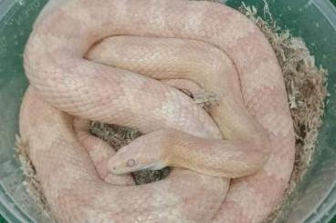 Snakes kaufen und verkaufen Photo: 1.2 Konnattern abzugeben 