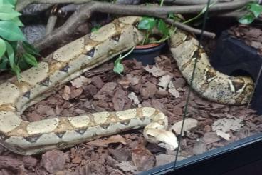 Boas kaufen und verkaufen Foto: Boa Constrictor Imperator Hog Island Mix 1.0 / 18.04.2015