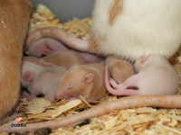 Bild 5/6