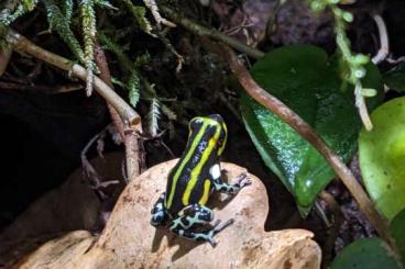 Poison dart frogs kaufen und verkaufen Photo: ranitomeya lamasi Contamana, Pfeilgiftfrosch 
