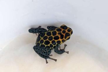 Poison dart frogs kaufen und verkaufen Photo: Ranitomeya imitator Tarapoto