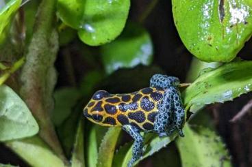 Poison dart frogs kaufen und verkaufen Photo: Ranitomeya imitator Tarapoto