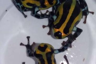 Poison dart frogs kaufen und verkaufen Photo: Ranitomeya lamasi hochland 