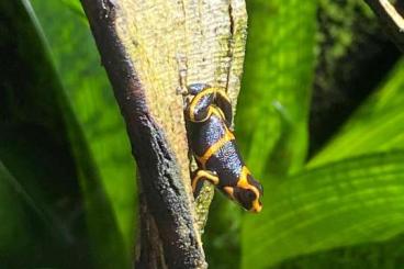 Poison dart frogs kaufen und verkaufen Photo: Ranitomeya imitator huallaga, Pfeilgiftfrosch 