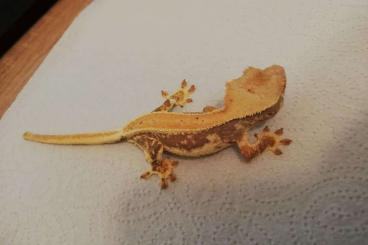 Geckos kaufen und verkaufen Foto: R.Ciliatus 2.0.0 Possible shipping