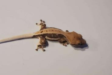Geckos kaufen und verkaufen Foto: correlophus ciliatus LW /21