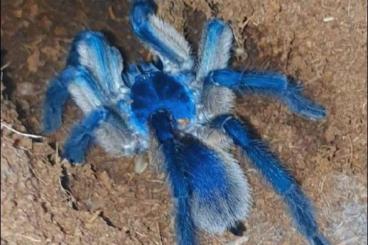 - bird spiders kaufen und verkaufen Photo: Monocentropus balfouri   
